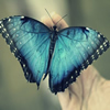 image Beautiful Butterfly Puzzle
