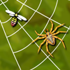 image Spider Web